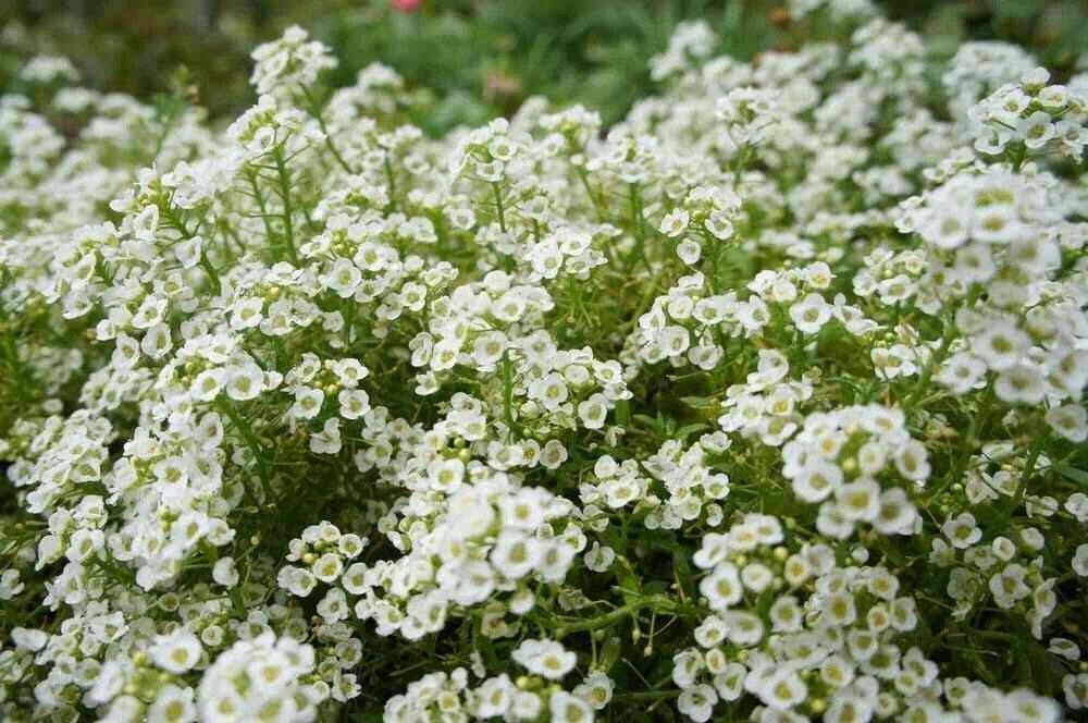 Sweet Alyssum Flower Seeds, White, Carpet of Snow, Lobularia maritima, Annual Ground Cover, Fragrant Border & Container Plant