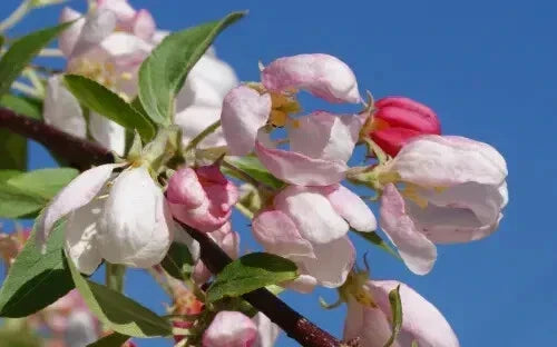 25+ Sun Rival Crabapple Seeds - Malus 'Sun Rival' for Garden Planting in USA