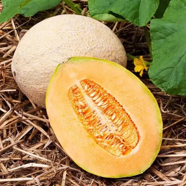 Hales Best Jumbo Cantaloupe Seeds | Heirloom Non-GMO Cucumis melo | Pack of 1050 Seeds for Home Garden