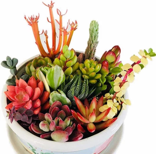 Assorted Succulent Cuttings for Terrariums - Mini Fairy Garden - Unique Varieties - Fresh Clippings for DIY Projects