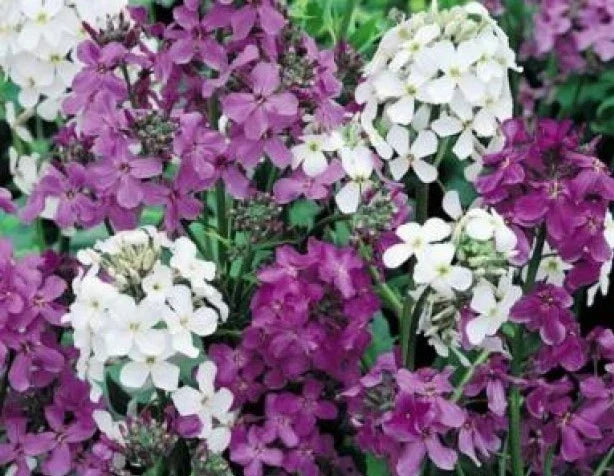 Dame's Rocket Seeds Mix - 100 Fresh Hesperis matronalis Seeds - Mixed Colors