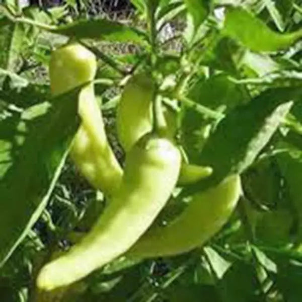 Sweet Banana Pepper Seeds - Heirloom Non-GMO Capsicum annuum, 500 Pack for Gardening, Salad, Salsas, Grilling