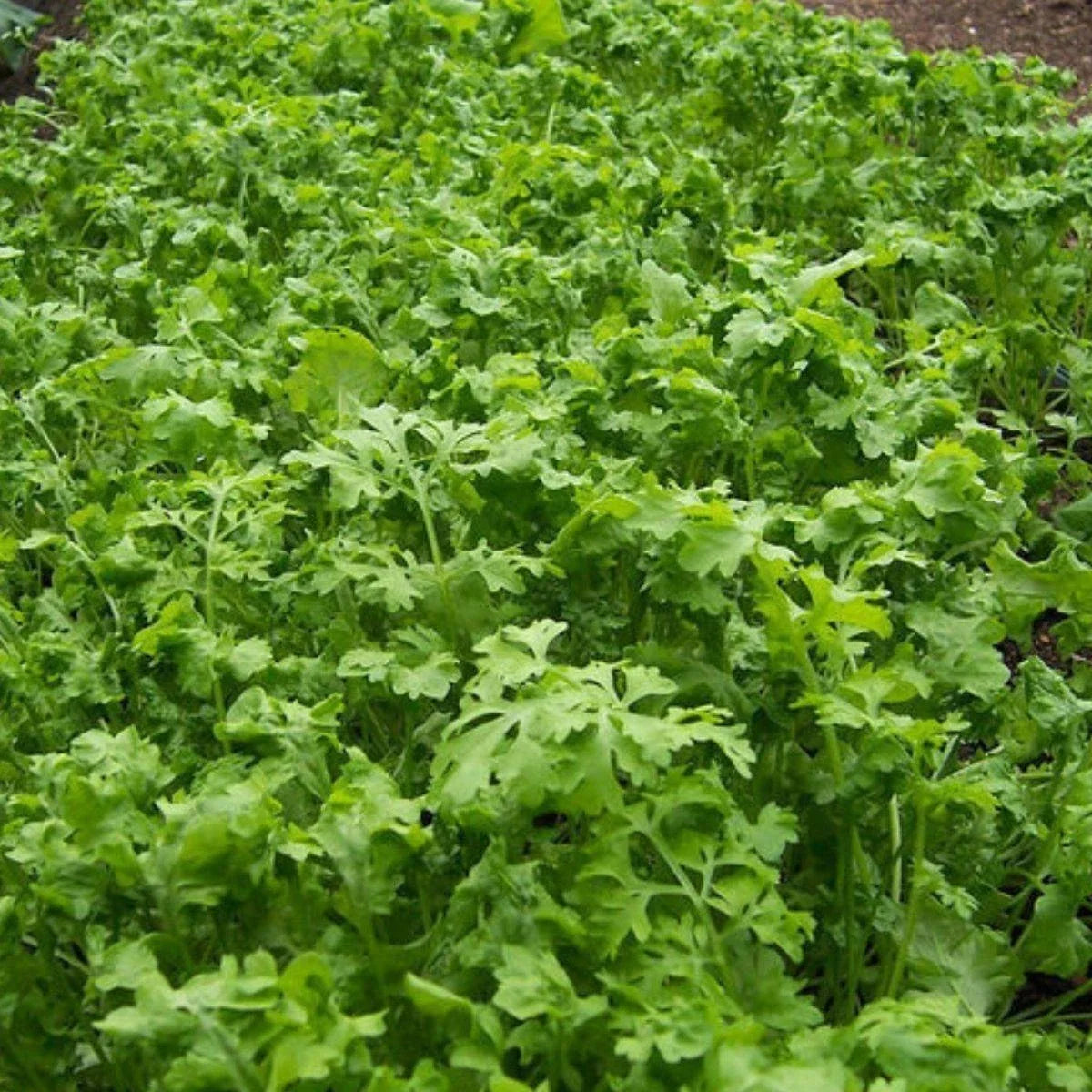 Curled Cress Seeds - Non-GMO Peppergrass, Fast-Growing Herb for Salads & Garnishes, Multiple Sizes Available