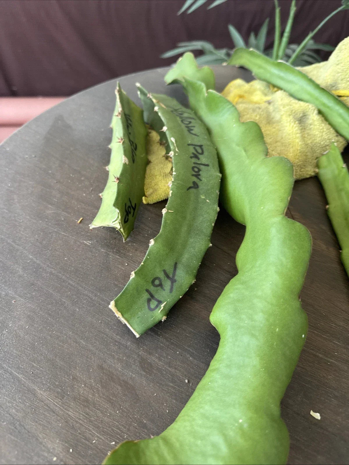 Organic Dragon Fruit Cuttings - 4 Pack, 8-12 Inches, Hylocereus Undatus, Edible Cactus for Home Gardening