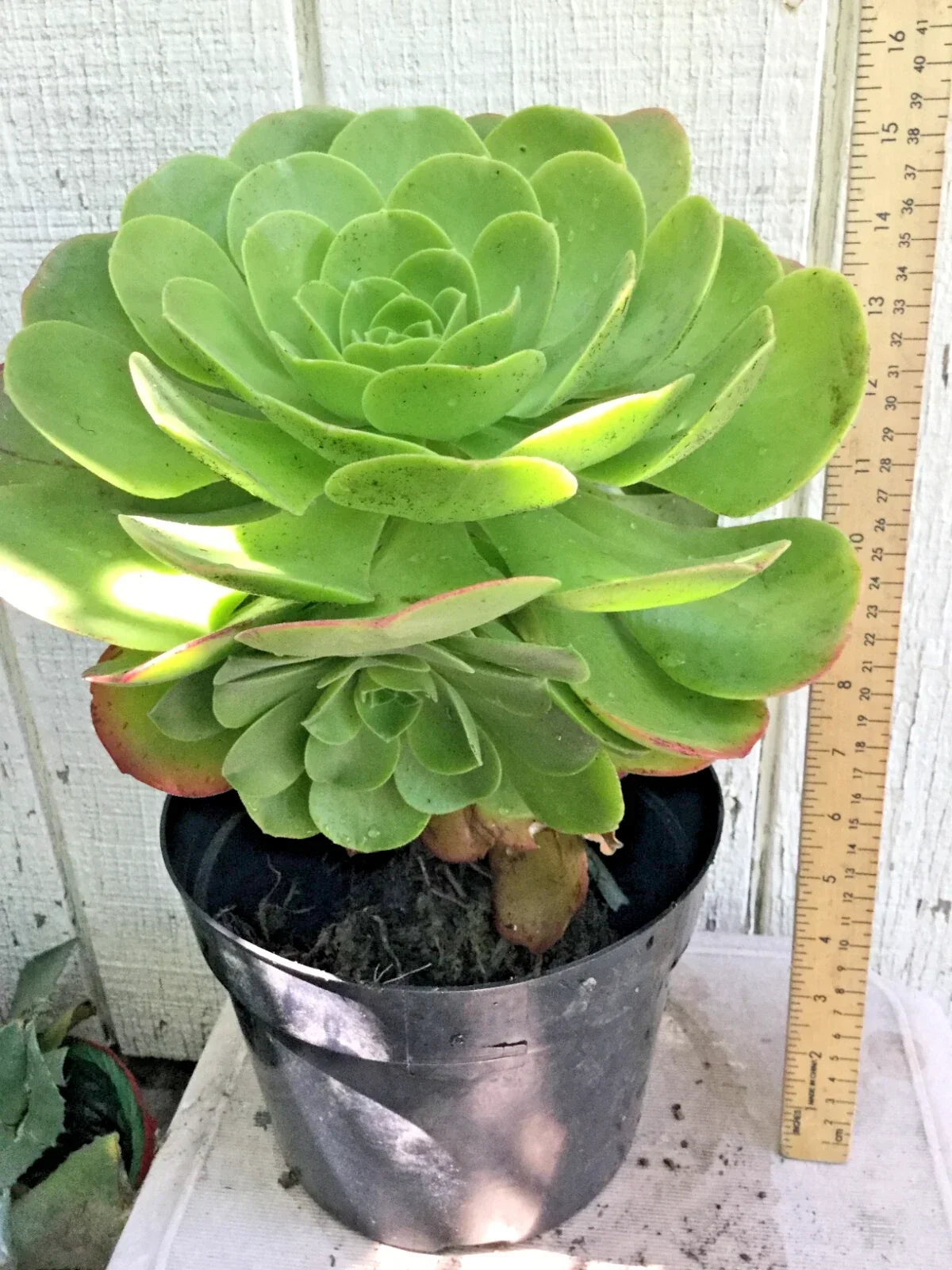 Large Rooted Aeonium Arboreum Succulent Green Rose - Rosette-Shaped, Drought-Tolerant Indoor/Outdoor Plant