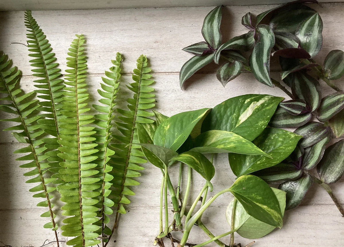 Rooted Plant Cuttings Pack – Pothos, Ferns, Wandering Jew – Epipremnum aureum, Nephrolepis exaltata, Tradescantia zebrina
