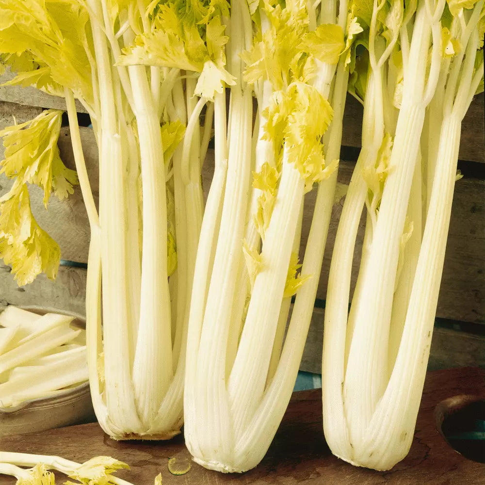 Golden Pascal Celery Seeds, Stringless Variety, Winter King, NON-GMO, Heirloom Seeds