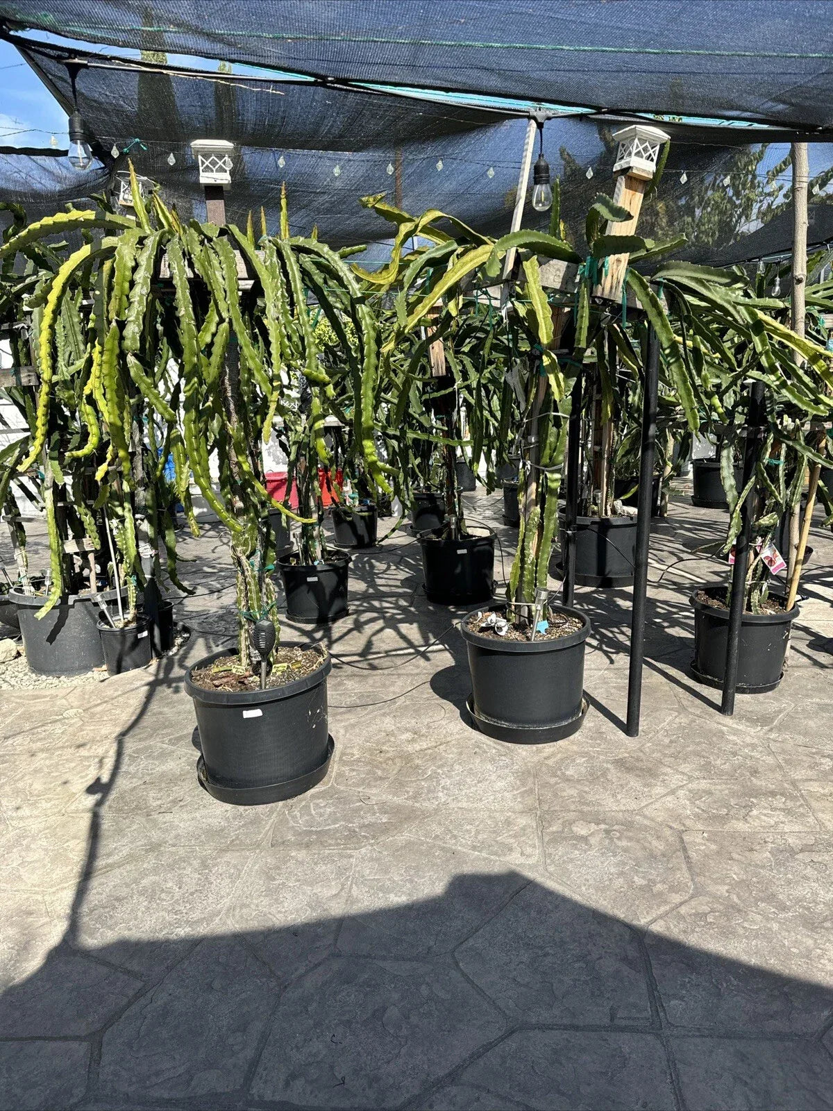 Organic Dragon Fruit Cuttings 12 Pack - Hylocereus Undatus - Fresh 5-Inch Plant Propagation for Home Gardens