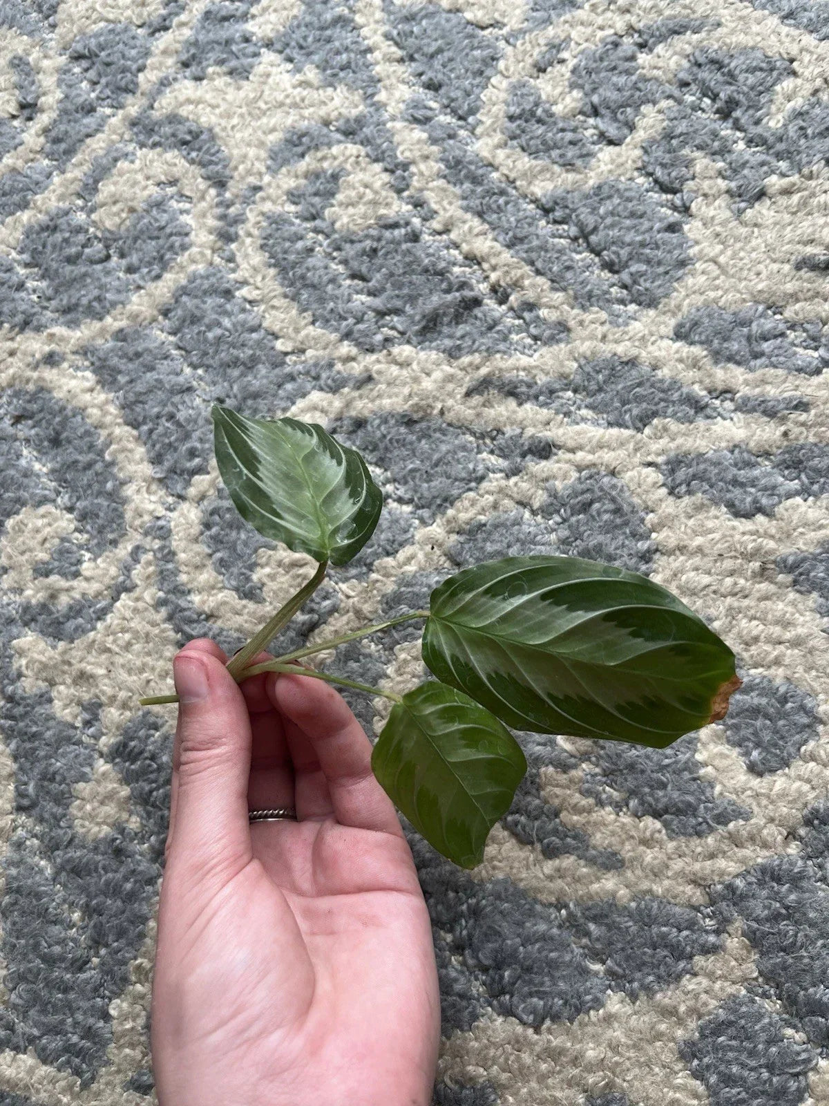 Maranta Silver Band Cutting – 3 Leaf, 2 Node Propagation Plant – Rare Tropical Houseplant – Maranta leuconeura var. 'Silver Band'