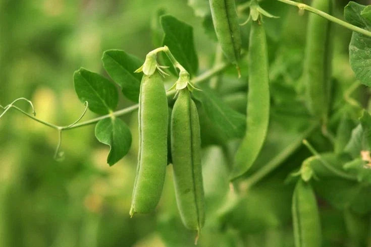 Early Frosty Garden Pea Seeds - Non-GMO, Easy Grow, Compact Pisum sativum Seeds