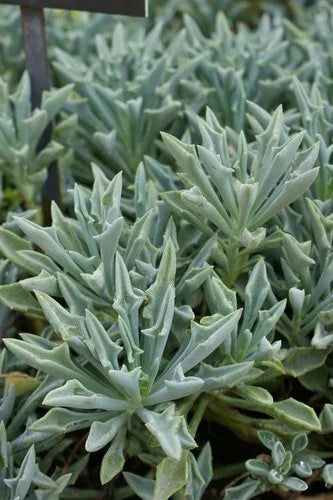 Senecio Kleiniformis Succulent Cuttings 5+ Inches, Rare Spear Plant, Indoor Outdoor Garden, Propagation Set of 3