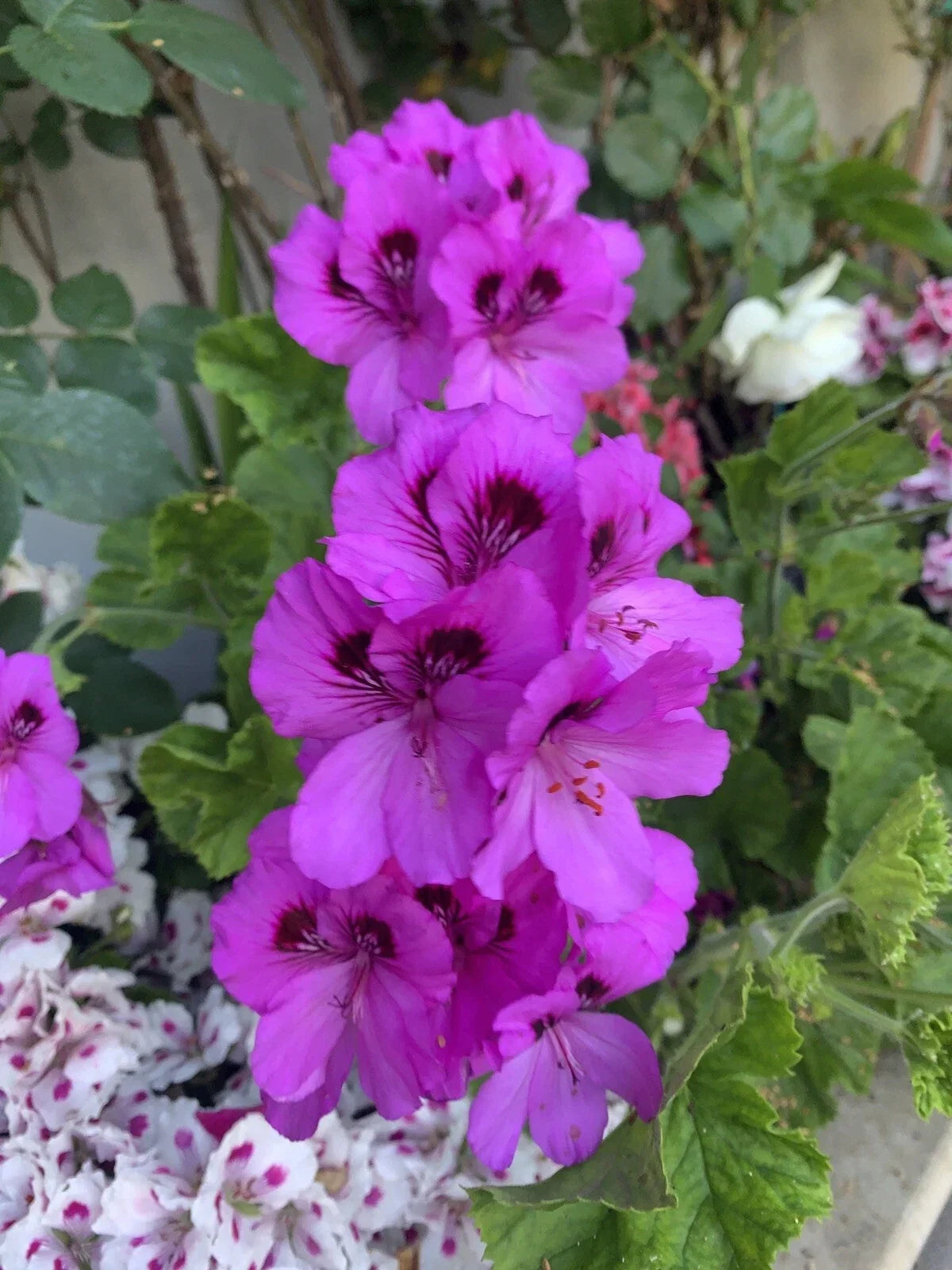 Geranium Live Plant 12" Purple Flowers with Center Pelargonium spp. Indoor Outdoor Garden Plant