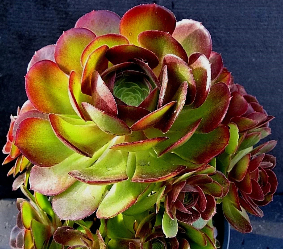 Rare Aeonium Durango Succulent Cuttings - 2 Pieces, Rosette Shape, Drought Tolerant, Indoor & Outdoor Plant, Aeonium arboreum var. nobile