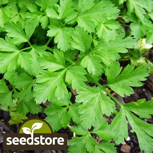 Giant Italian Parsley Seeds | Heirloom Non-GMO Herb Seeds | Petroselinum crispum var. neapolitanum | Full Sun