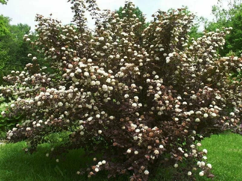 Purple Leaf Ninebark Cuttings Set of 10 Unrooted 6+" Physocarpus opulifolius Deer Resistant Shrub
