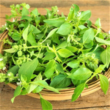 Lemon Basil Seeds - 200 Count Non-GMO Seed Pack - Unique Culinary Herb - Ocimum basilicum var. citriodorum