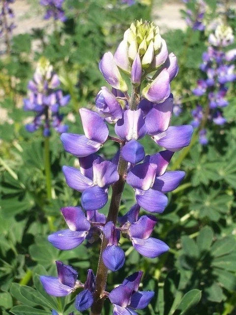 Hollowleaf Annual Lupine Seeds - Arroyo & Succulent Variety, Native Blue to Purple Flowers, Drought-Tolerant, 10 Seeds