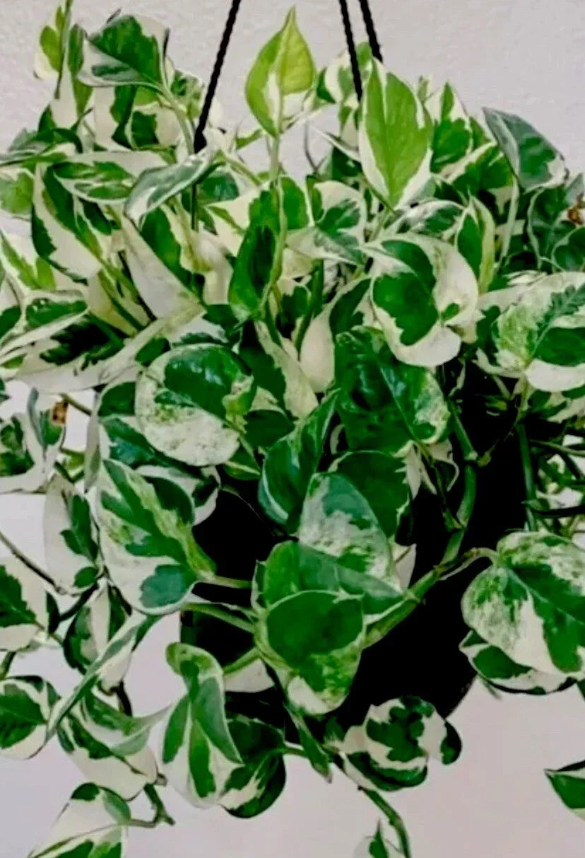 N'Joy Pothos Plant in 3 Inch Pot, Epipremnum aureum, Indoor Houseplant, Low Light Tolerant, Trailing, Well-Rooted