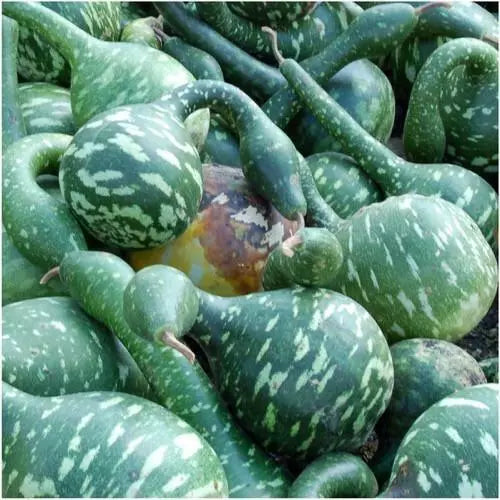 Speckled Swan Gourd Seeds 5 Ct Bottle - Non-GMO, Lagenaria siceraria, Decorative Gourds for Crafts & Garden