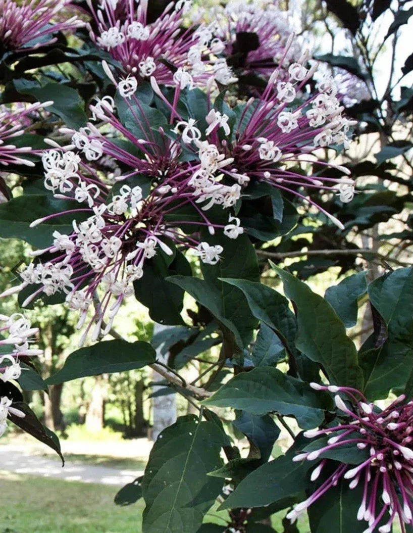 Shooting Star Plant Cuttings - 6 Quad Clerodendrum Quadriloculare Starburst Propagation Material