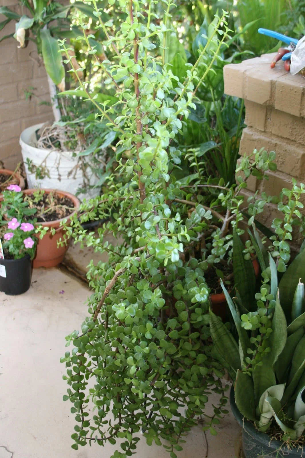 Fresh Elephant Bush Succulent Stems 5 Pack Portulacaria Afra Indoor Outdoor Plant Cuttings