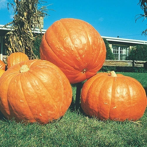 Big Max Pumpkin Seeds – Heirloom Cucurbita maxima Non-GMO for Giant Pumpkins Over 100 Pounds, Pack of 100+ Seeds