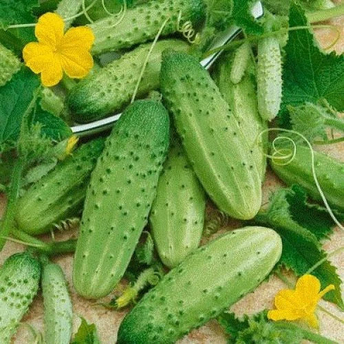 Cucumber Seeds - Carolina Pickling - Cucumis sativus - 28 Seeds for Home Gardening, Pickling & Salad