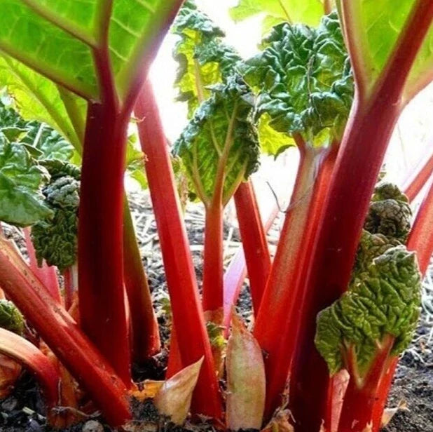 Rhubarb Seeds 20+ "Victoria" Perennial Vegetable Garden Rheum rhabarbarum, Clumping, Bright Red Stalks