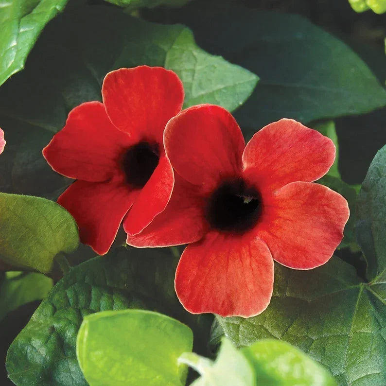 Black Eyed Susan Vine ‘Sunny Susy Cherry’ Climbing Live Starter Plant, Thunbergia alata, Red Flowers, Fast-Growing, Trellis, Fence, Hanging Basket