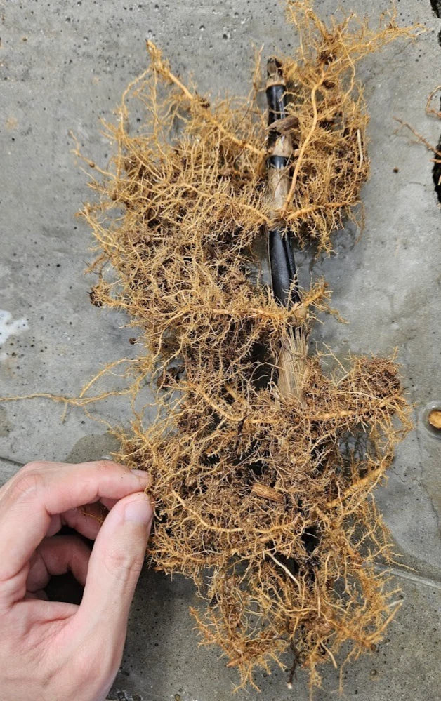 Black Bamboo Rhizomes Phyllostachys nigra Bare Root Fast-Growing Cold Hardy for Landscaping and Privacy