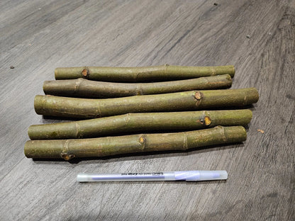 Celeste Fig Cuttings (Ficus carica) - 2 Unrooted 6-8" | Sweet Cold Hardy Heirloom Fig Tree | Sugar Fig for Propagation & Home Orchards