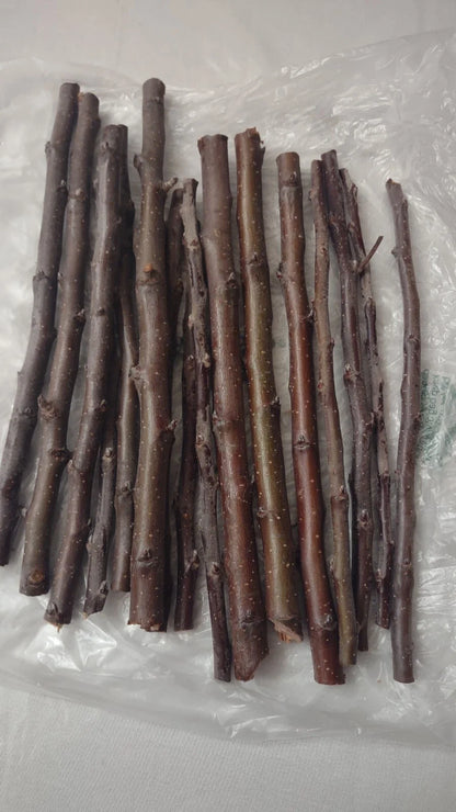 6 Golden Delicious Apple Tree Scions | Organic Unrooted Cuttings | Grafting Wood | Heirloom Non-GMO Malus domestica
