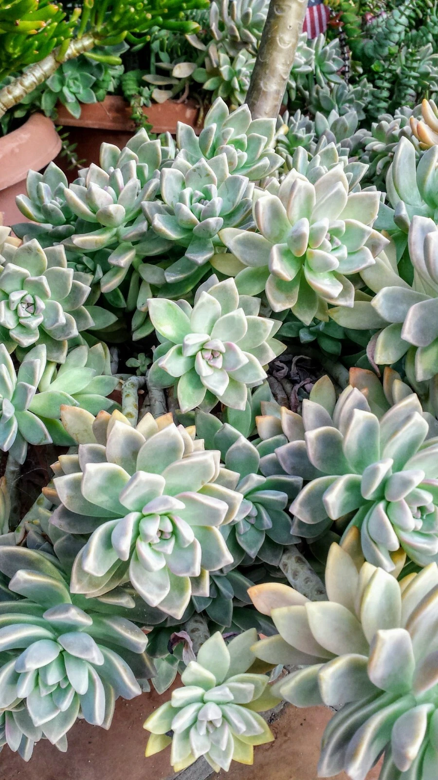 Assorted Succulent Cuttings Set of 6 | Unrooted Propagation Plants | Mixed Varieties | Succulent Plants Scientific Name Varieties