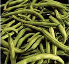 Heirloom Bean Seeds - Commodore Bush Variety, 500+ Non-GMO Green Beans, Organic Gardening Seeds