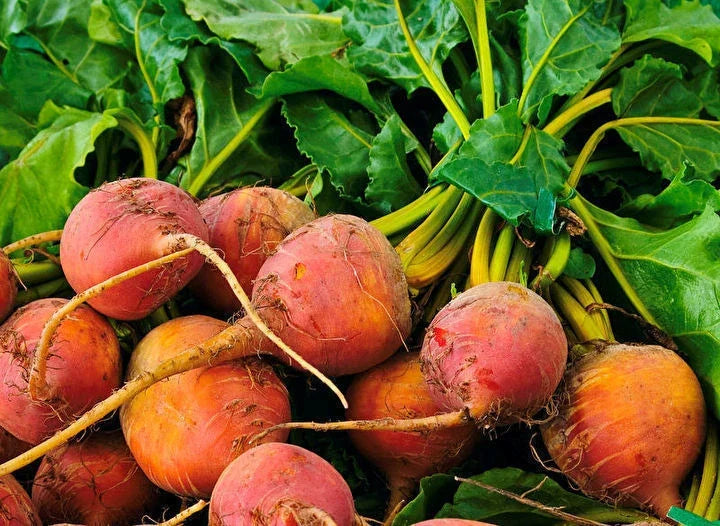 Golden Detroit Beet Seeds - 100 Count Packet - Round Golden Yellow Beets