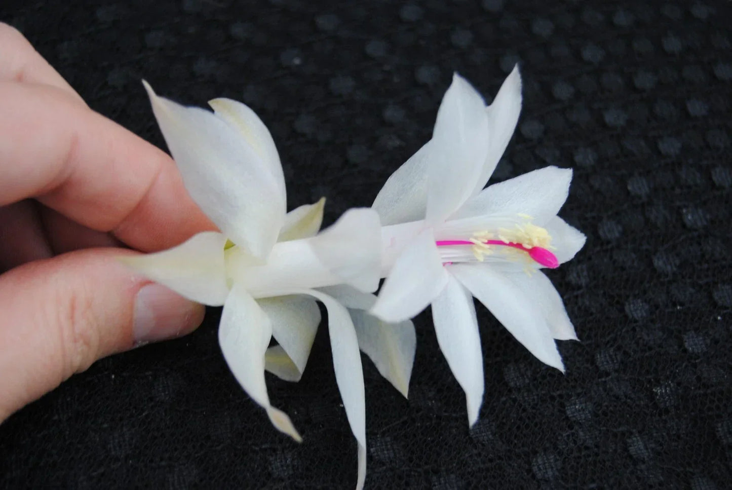 Christmas Cactus Starter Plant - Schlumbergera Truncata Primavera - Healthy & Well Rooted