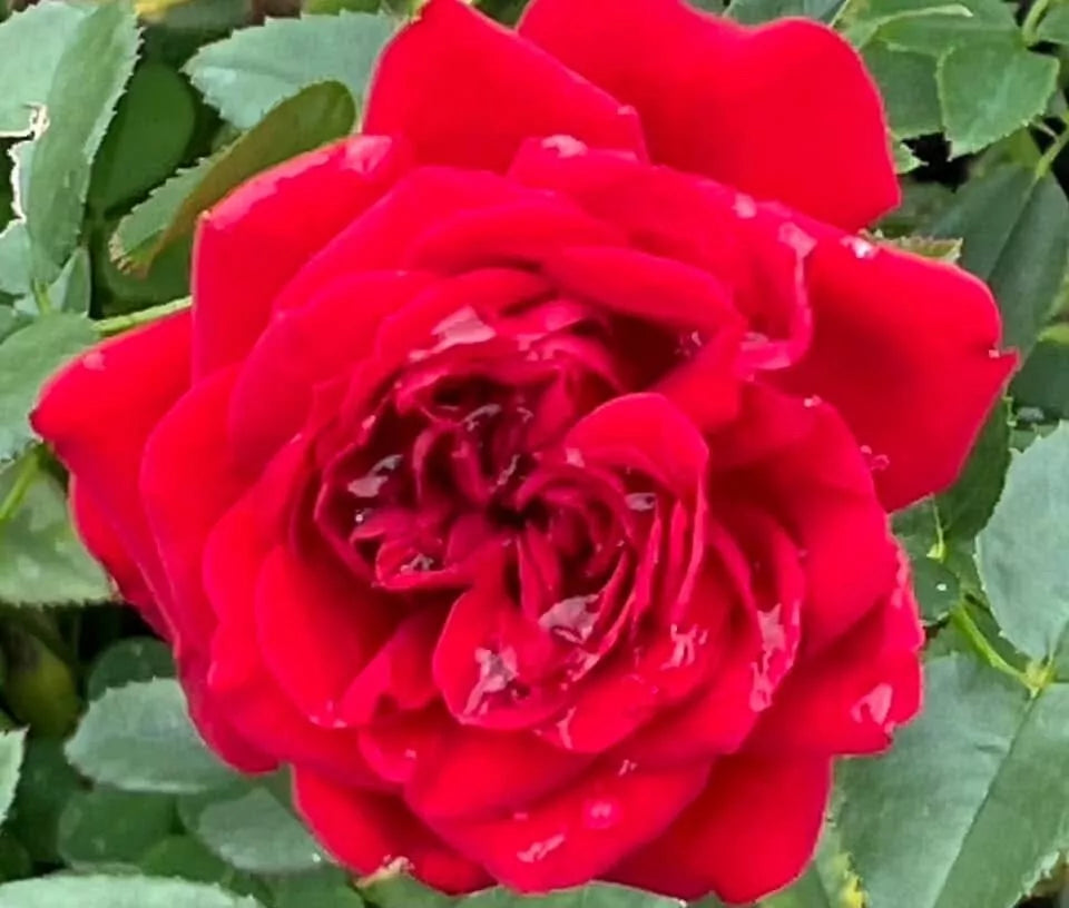 True Love Rose Cuttings - Everblooming Pink Flowering Shrub for Garden or Patio Propagation (Rosa spp.)