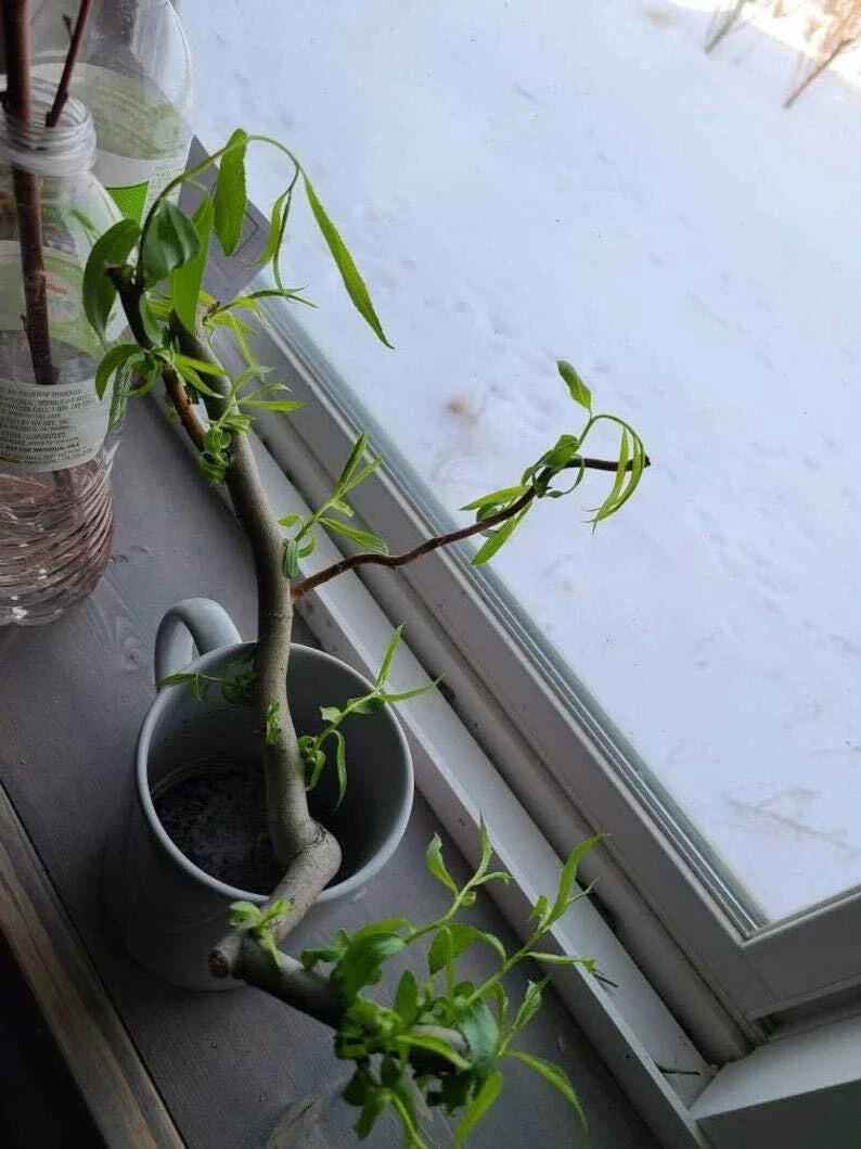 Willow Cuttings - 6 Indoor Salix spp. Cuttings - Rabbit-Friendly