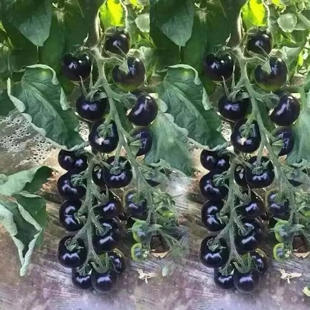 European Black Cherry Tomato Seeds - Heirloom, Non-GMO, Sweet, Solanum lycopersicum, 100+ Seeds for Home Garden