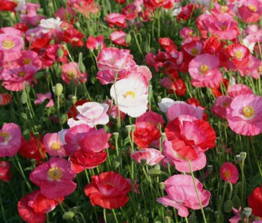 Shirley Poppy Seeds Bulk 50,000 Mixed Colors Papaver Rhoeas Vibrant Annual Flower Seeds for Garden and Landscaping
