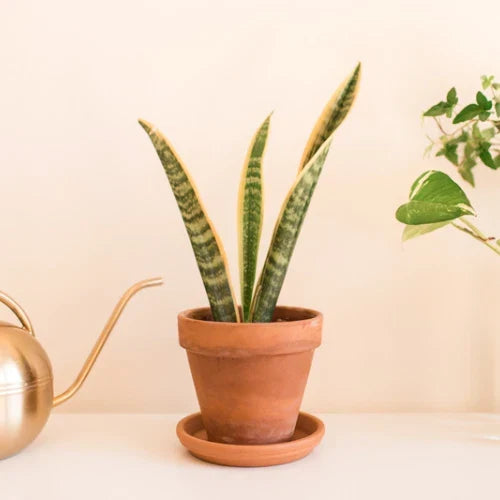Snake Plant Cuttings - Unrooted Sansevieria trifasciata Mother-In-Law Tongue for Propagation and Indoor Gardening