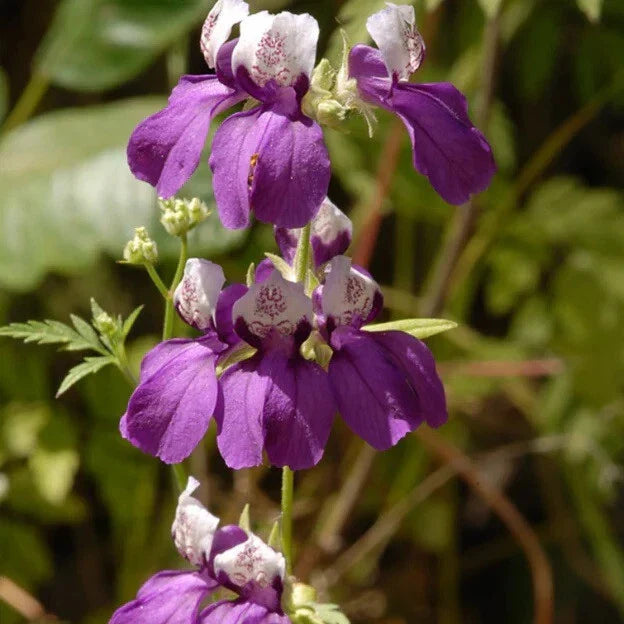 Collinsia heterophylla Flower Seeds - Chinese Houses, Unique Flower Shape, Perennial Garden Seeds, Attracts Pollinators, Compact, 100 Seeds