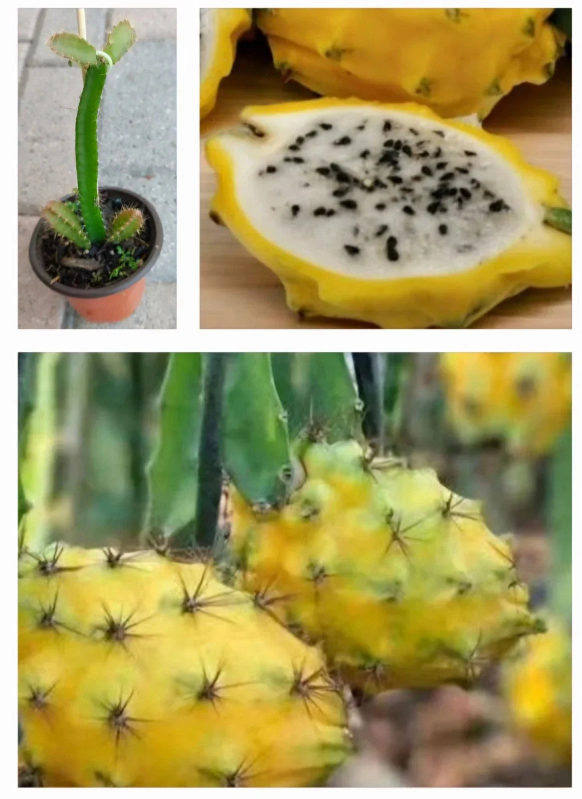 Rooted Yellow Dragon Fruit Plant - Hylocereus megalanthus Live in Pot
