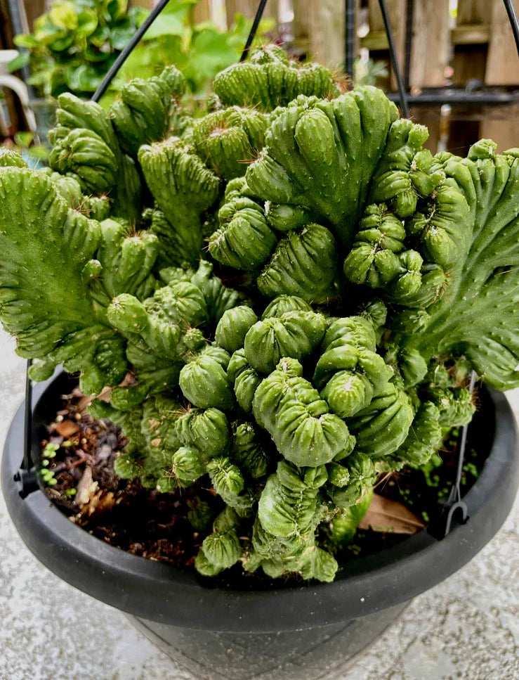 Cereus Peruvianus Repandus Monstrose Rooted Plant - Unique Cactus Variety - Ideal for Home Decor and Gardens
