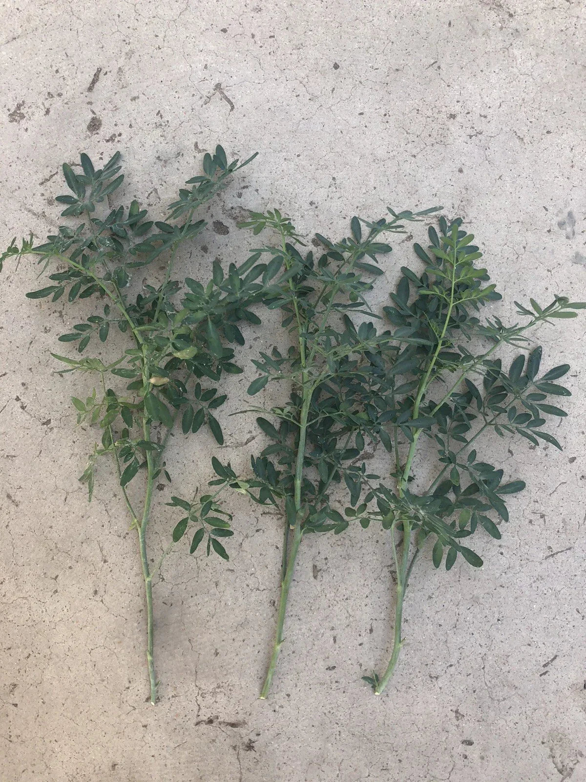 Fresh Common Rue Plant Cuttings - Ruta Graveolens Herb of Grace - Aromatic Culinary & Ornamental Herb
