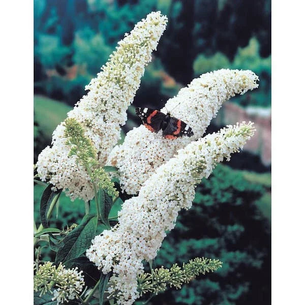 White Profusion Butterfly Bush Live Plant 6+" | Fragrant, Deer Resistant Buddleia davidii