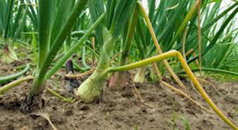 Texas Early Grano Onion Seeds - Heirloom, Short Day, Vidalia Type - 25+ Seeds - Allium cepa