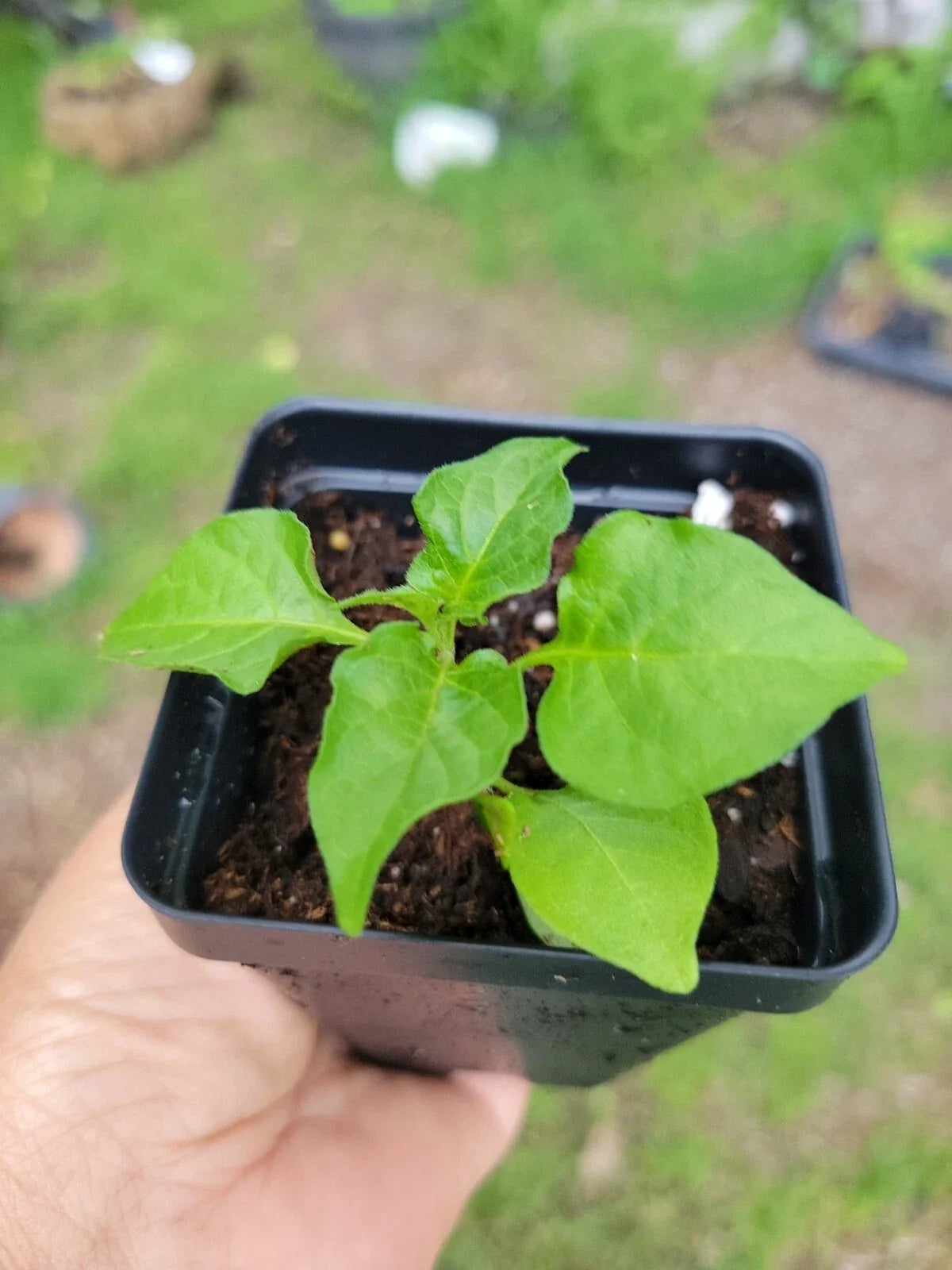 Ghost Pepper Plant 2" Pot Bhut Jolokia Non-GMO Hot Pepper Seedling Capsicum Chinense