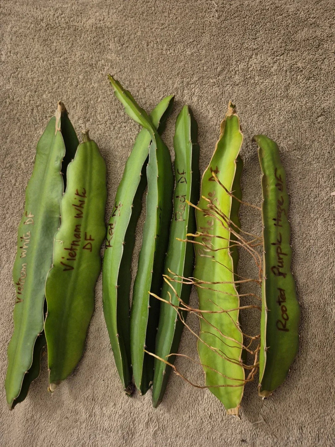 Dragon Fruit Cuttings Lot – 6 Varieties Including Vietnam White, Red, Purple – Hylocereus undatus & Hylocereus costaricensis