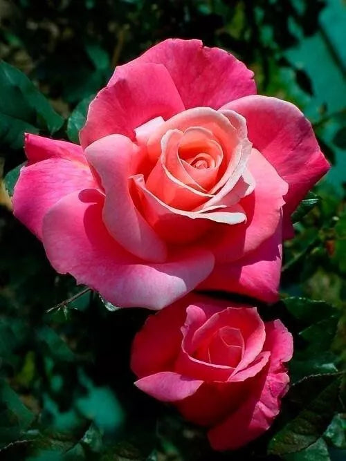 Hybrid Tea Rose Bareroot Plant - First Prize, Rosa 'First Prize', AARS Award Winner, Fragrant Pink and Yellow Blooms